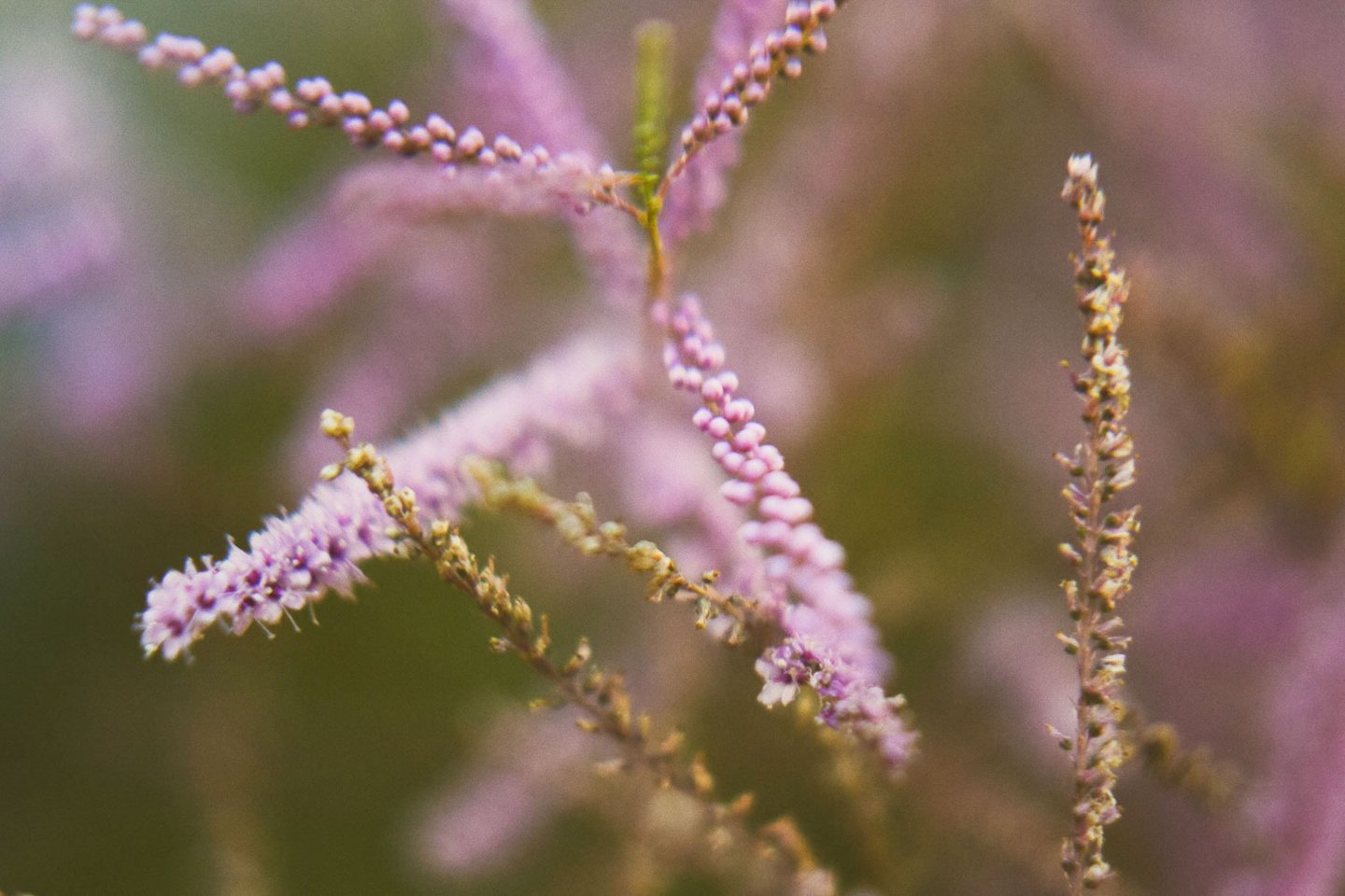 fotografia de una planta y flores pequeñas