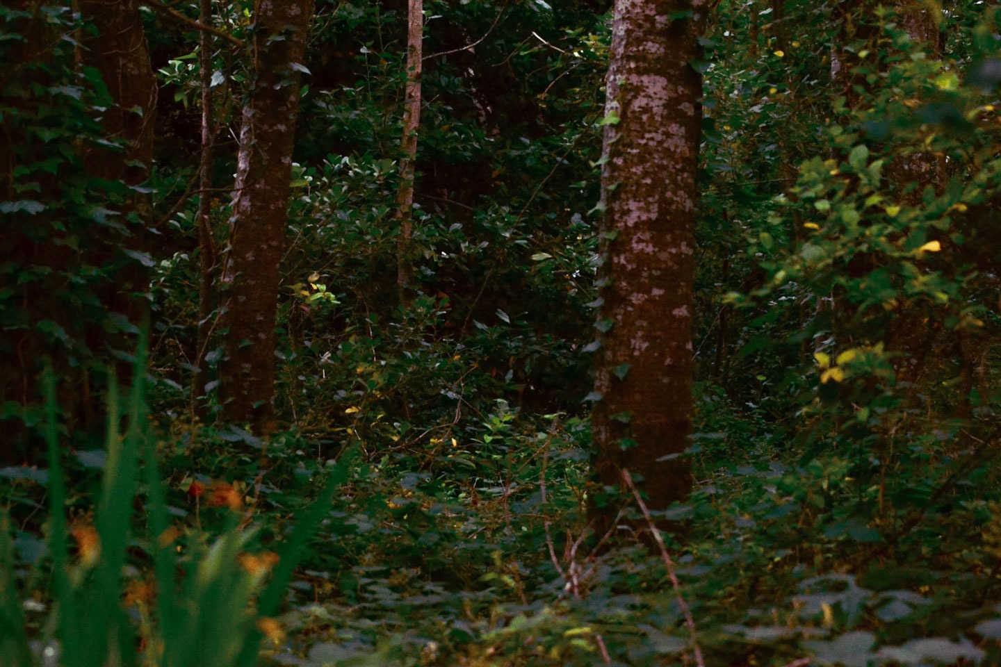 fotografia de bosque. mar de cobos