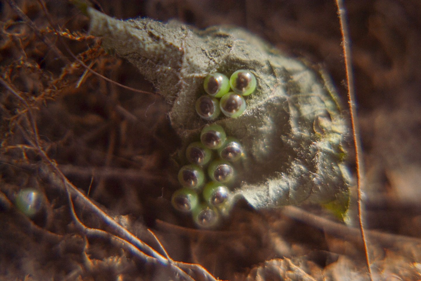 fotografia de una hoja con huevos de insecto
