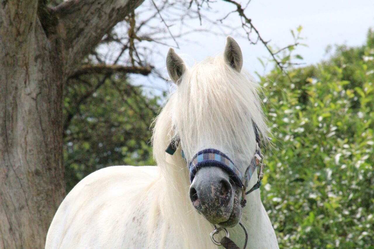 Porträt Bild von einem süßen weißen Pony vor grüner Hecke