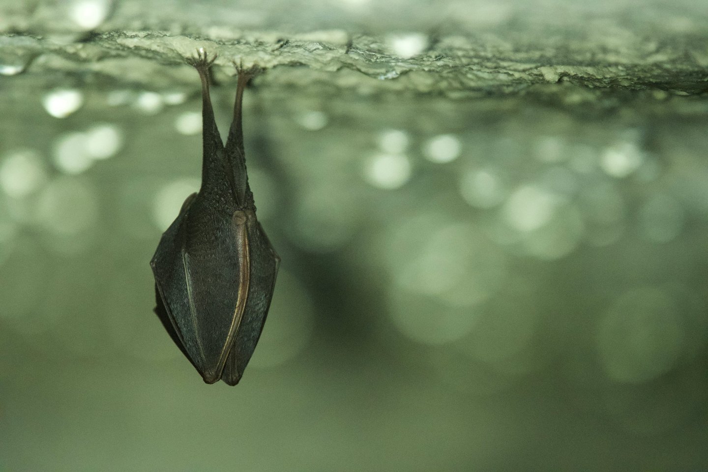 Petit rhinolophe - Lisa Leprêtre ©