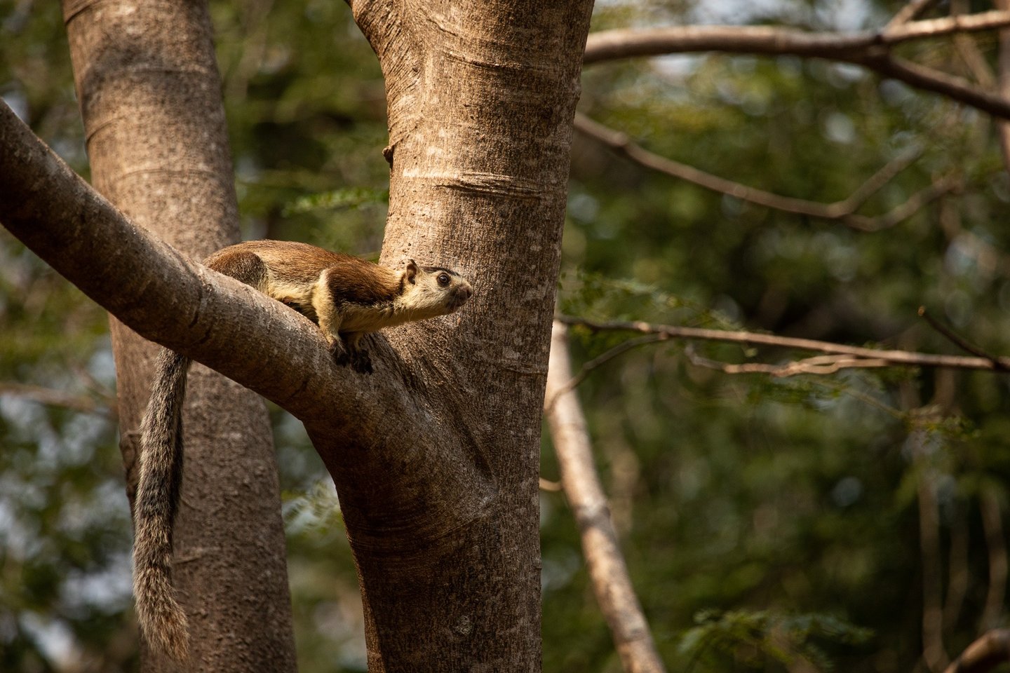 Scanning for fruits. It made a giant leap to another tree.