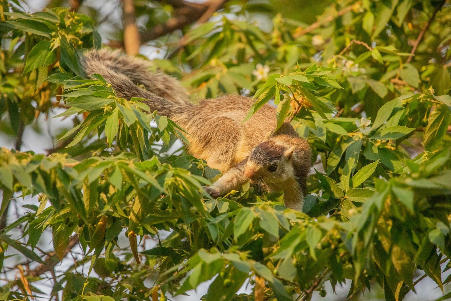 The giant squirrel was inspecting the fruits carefully and consuming one after another.
