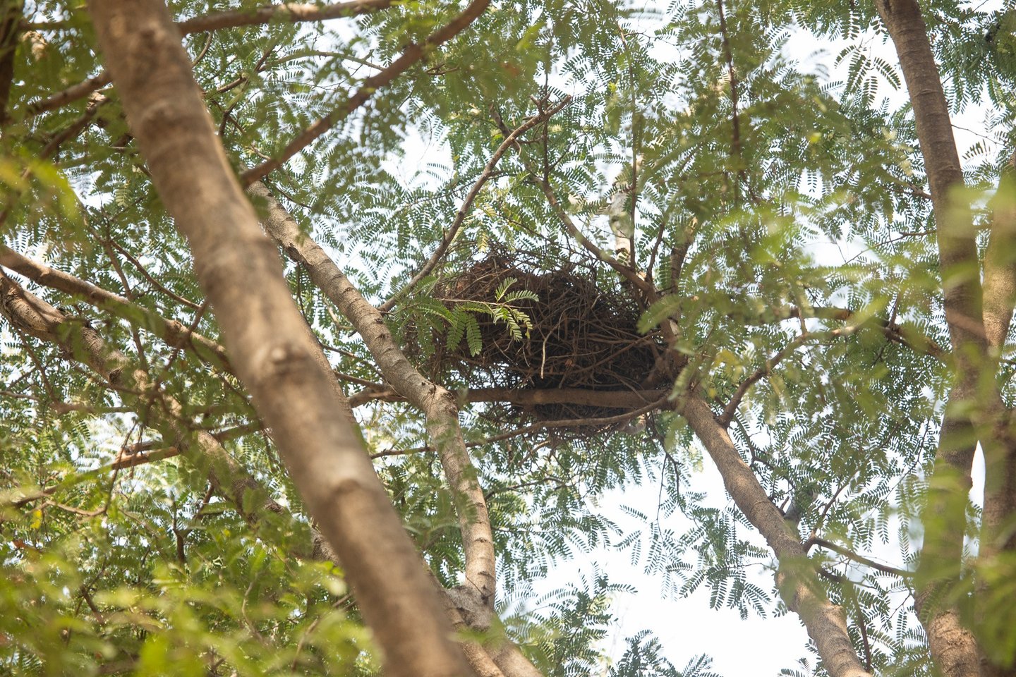 Nest of a Grizzled-giant squirrel 
