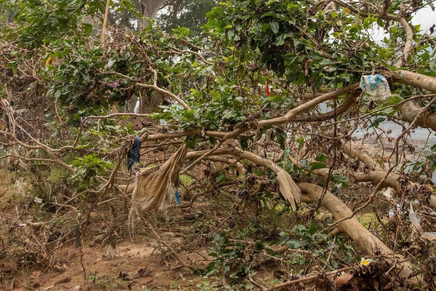 The dump includes clothes, plastic wastes mainly.