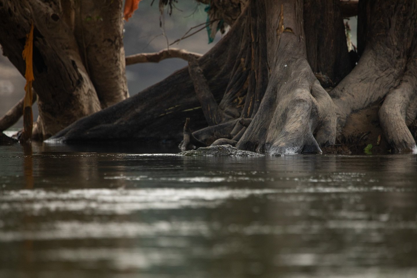 A mugger swimming in the Kaveri river. Behind piece of cloth can be seen. 