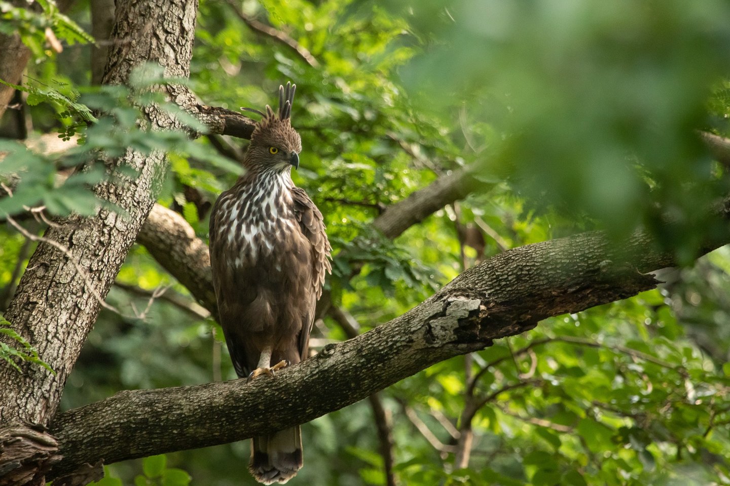 Crested hawk-eagle