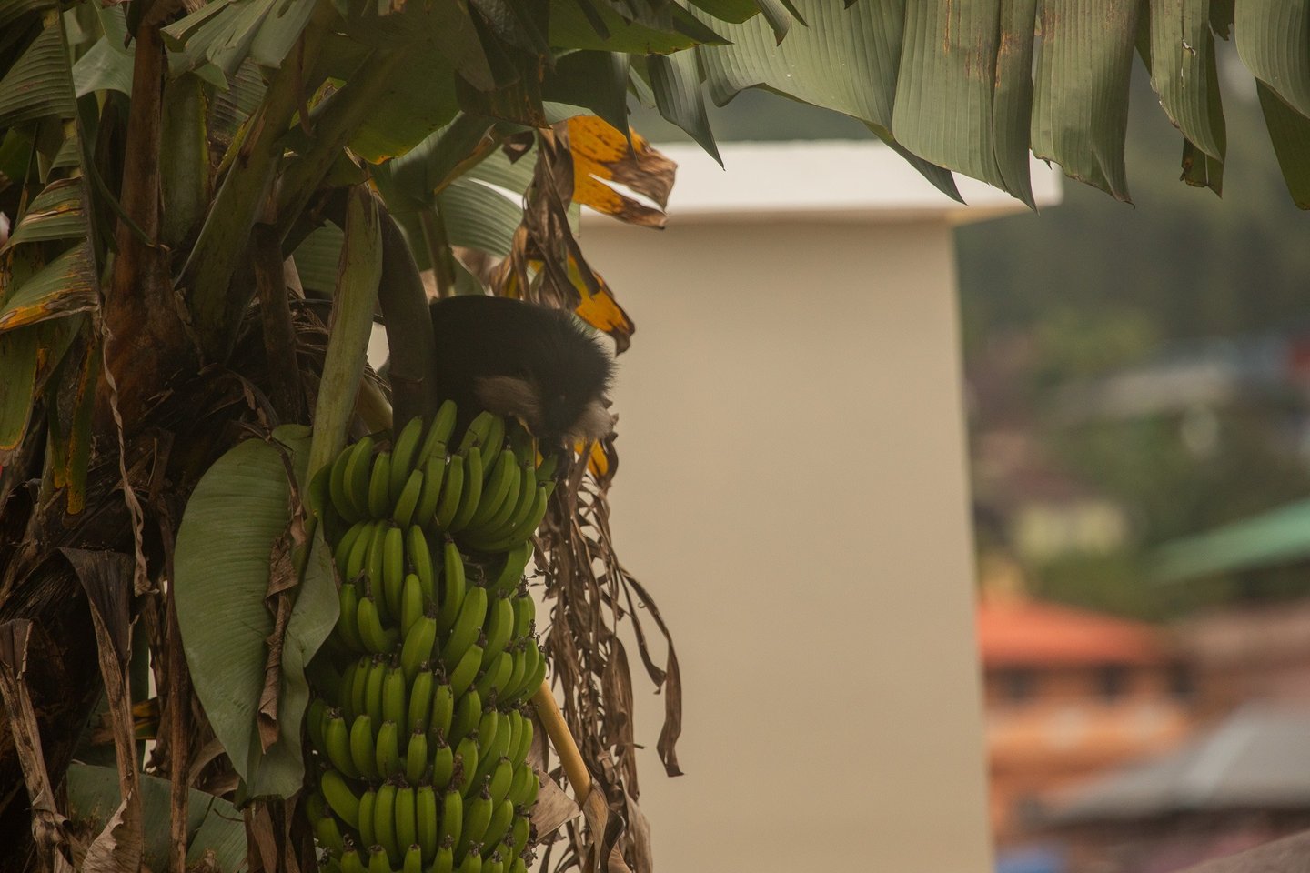 A lion-tailed macaques stealing bananas from a house