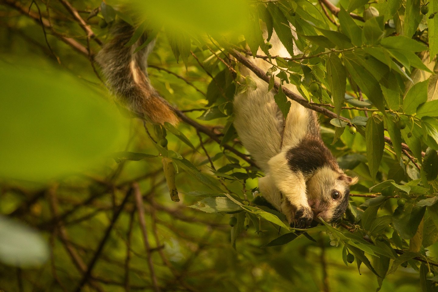 Grizzled giant squirrel. A riverine species found in the Kaveri Wildlife sanctuary.