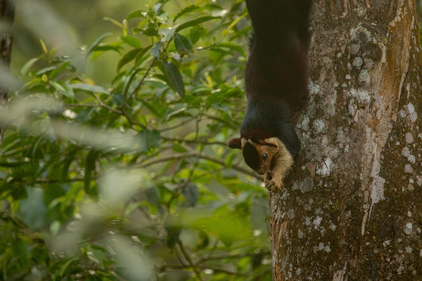 Indian giant squirrel eating bark