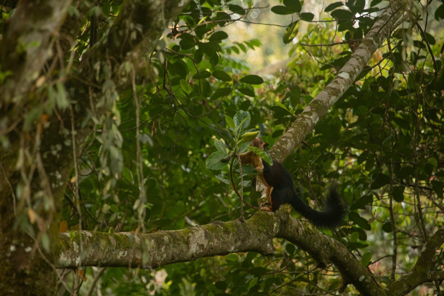 An individual is smelling the fruit for the ripeness.