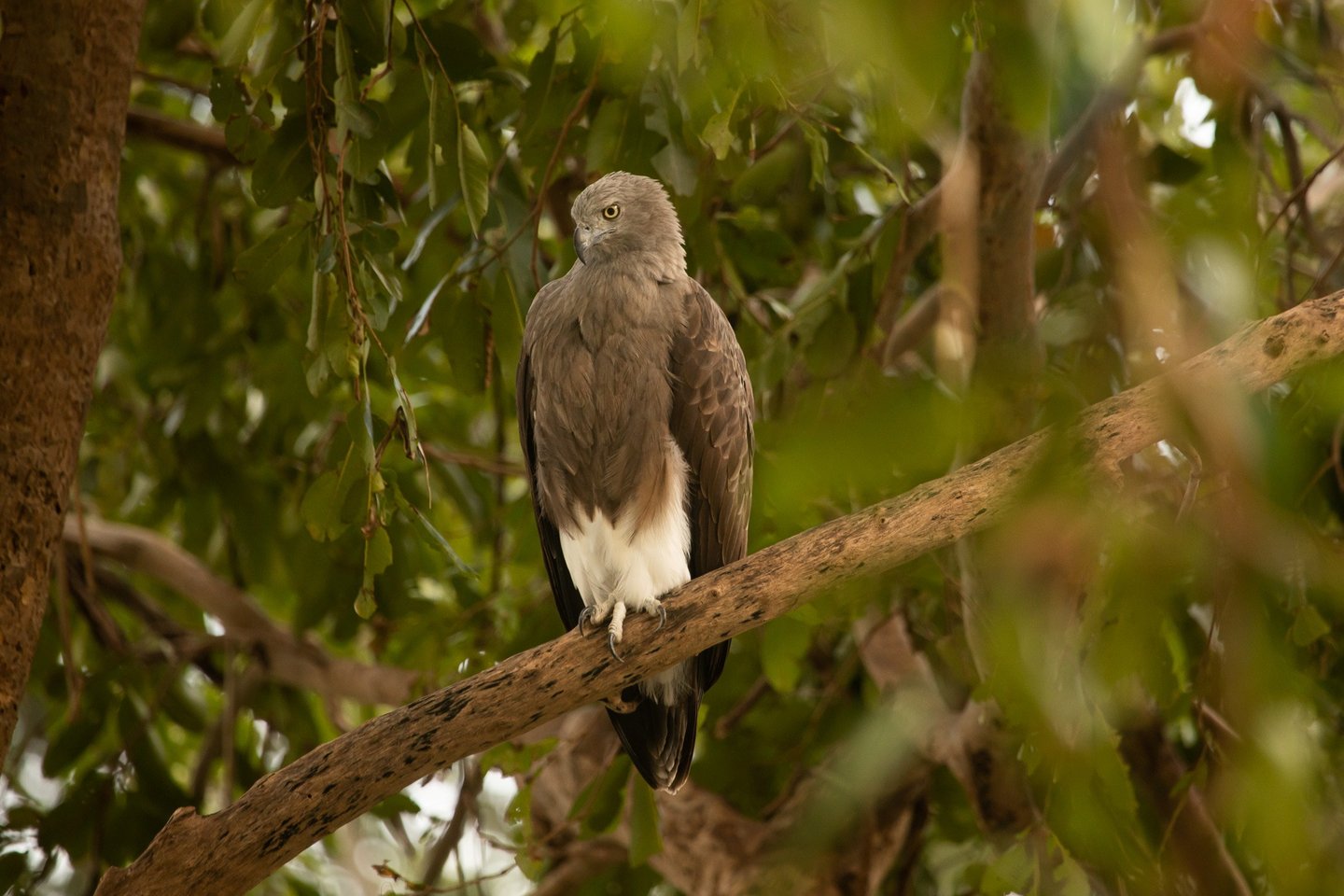 Lesser-fish eagle.