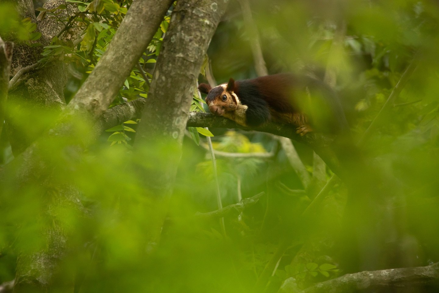 Sleeping or resting with eyes open, perhaps being alert for predators 