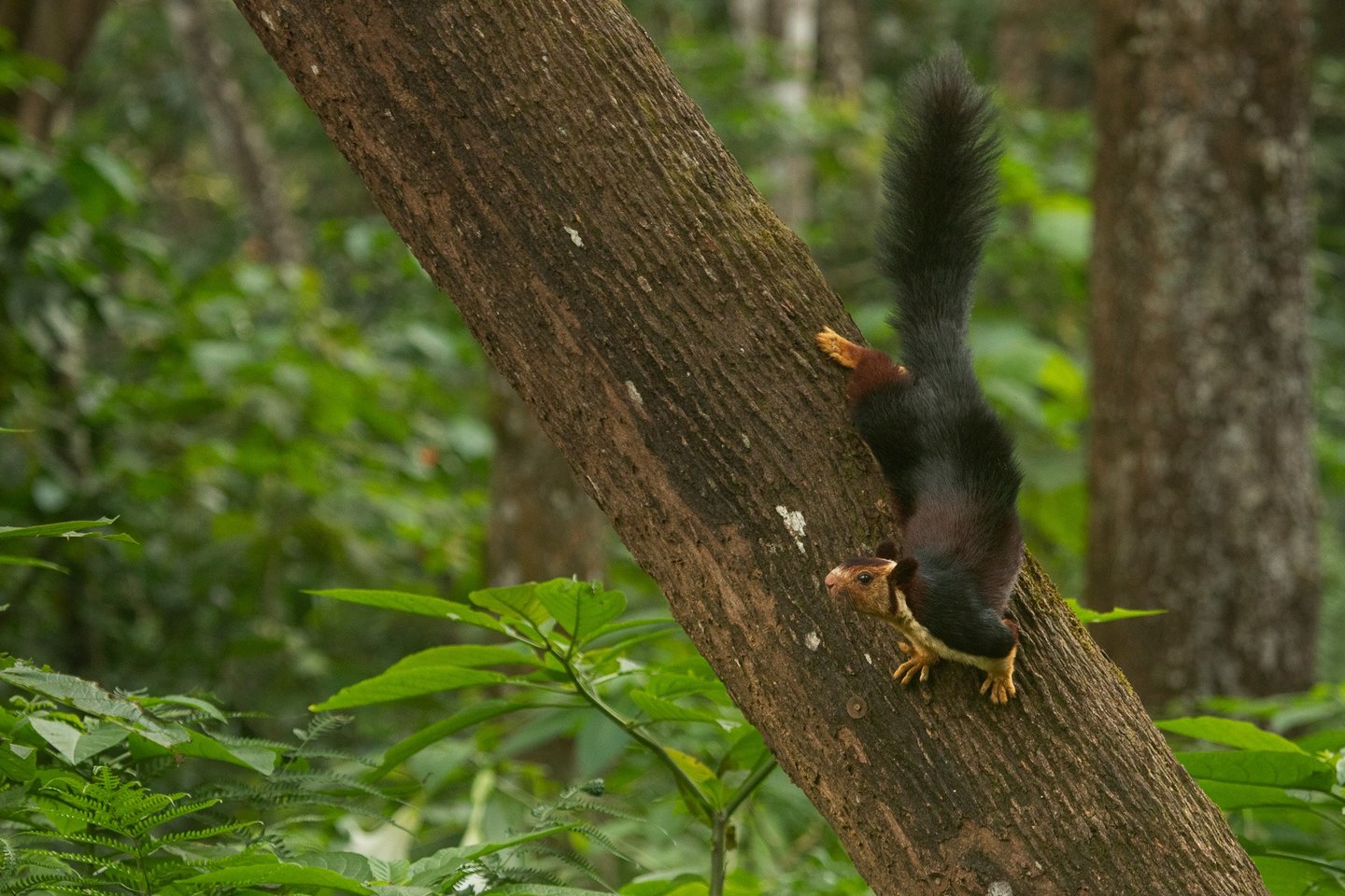 A portrait of a Indian giant squirrel