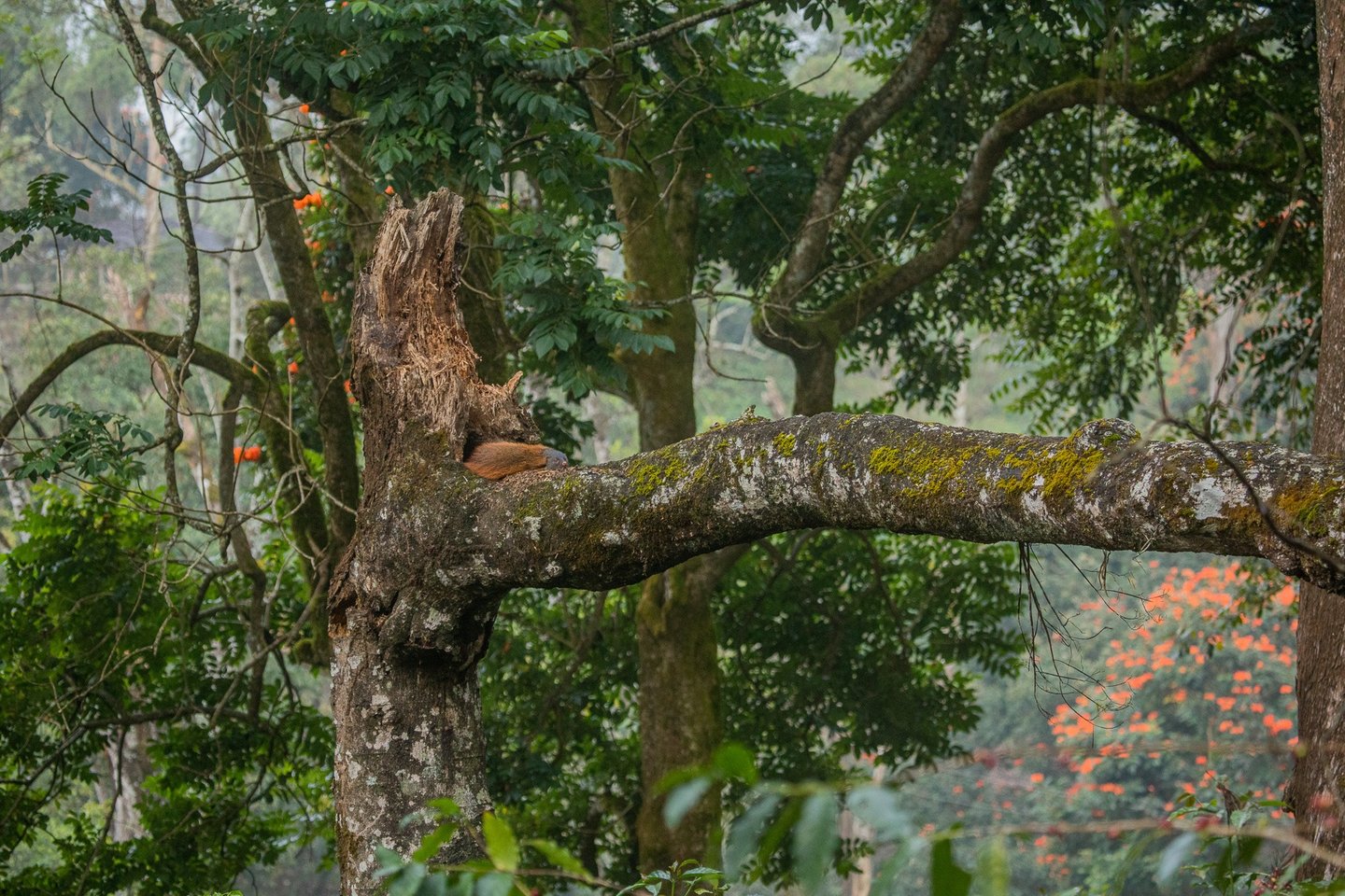 A Stripe-necked mongoose resting on the dead tree.