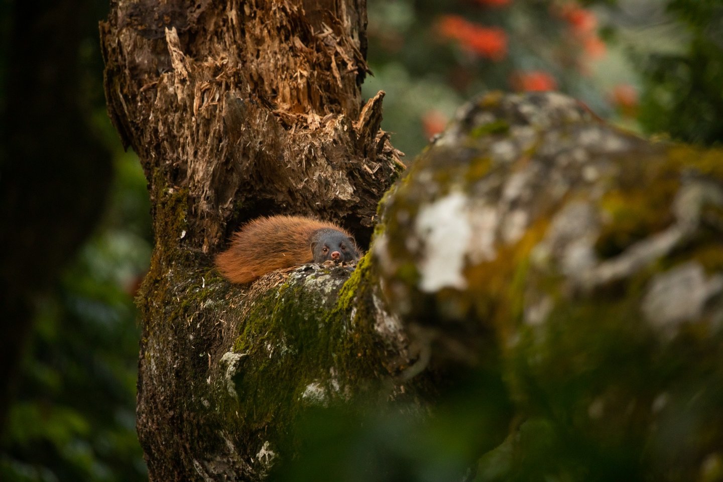 Stripe-necked mongoose taking a nap on a dead tree