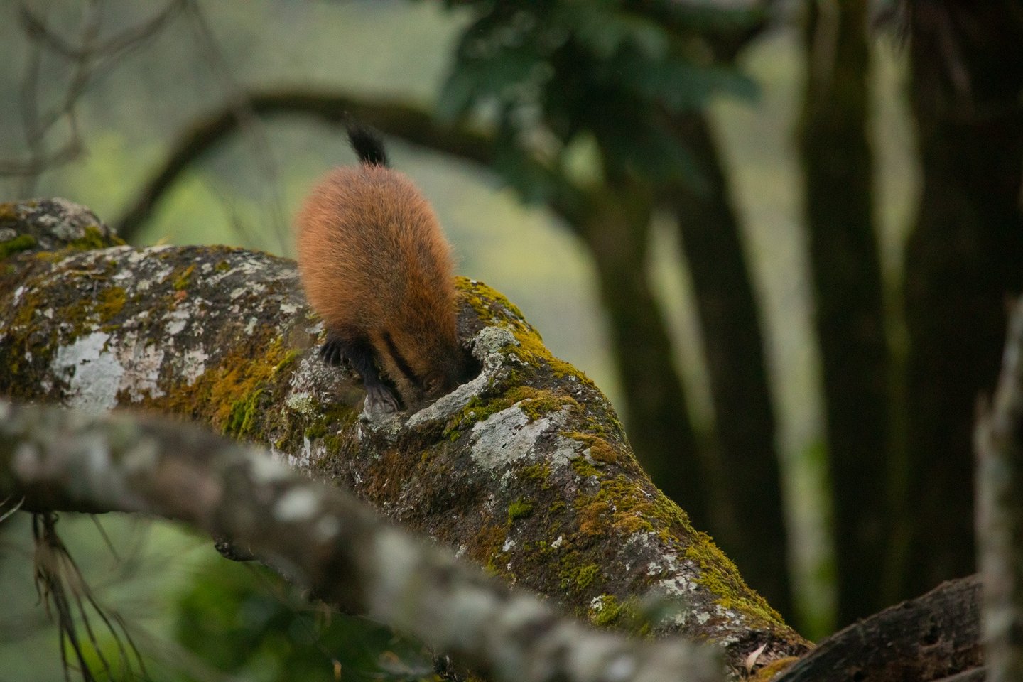 Inspecting in the hole of the branch in a hope to find insects to eat.