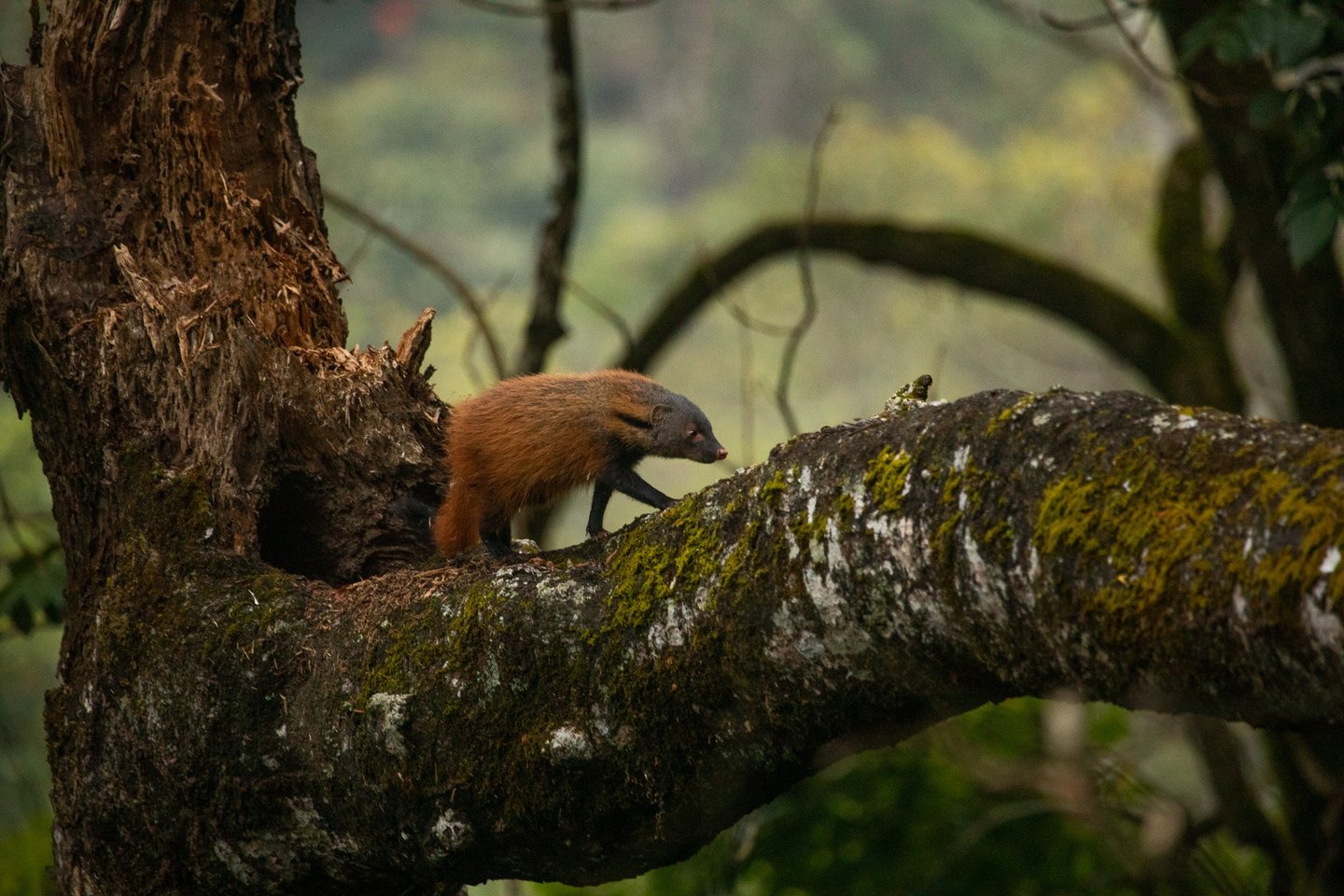 Stripe-necked mongoose strolling on the dead tree.