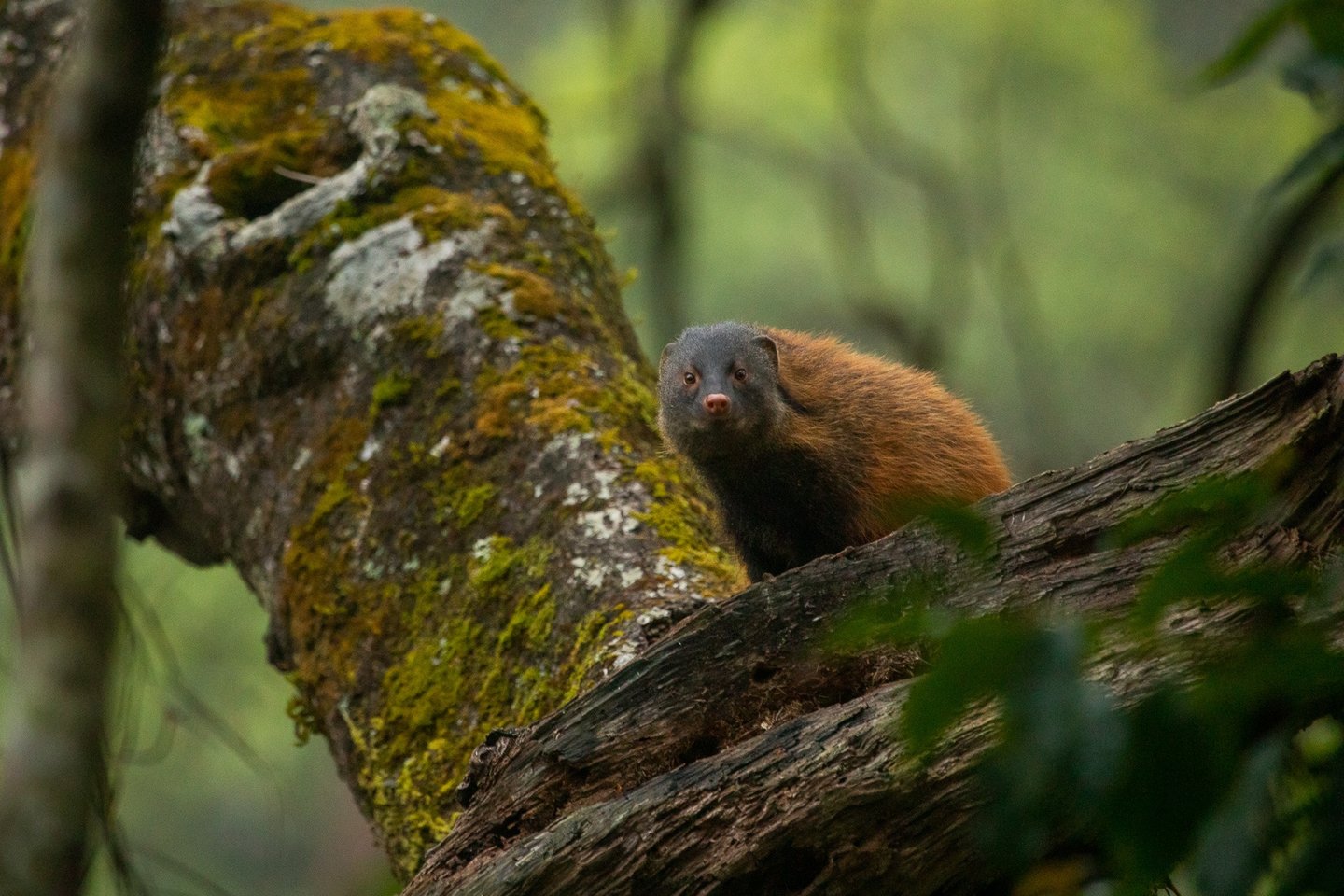 A stripe on either side its neck runs through and hence the name, Stripe-necked mongoose.