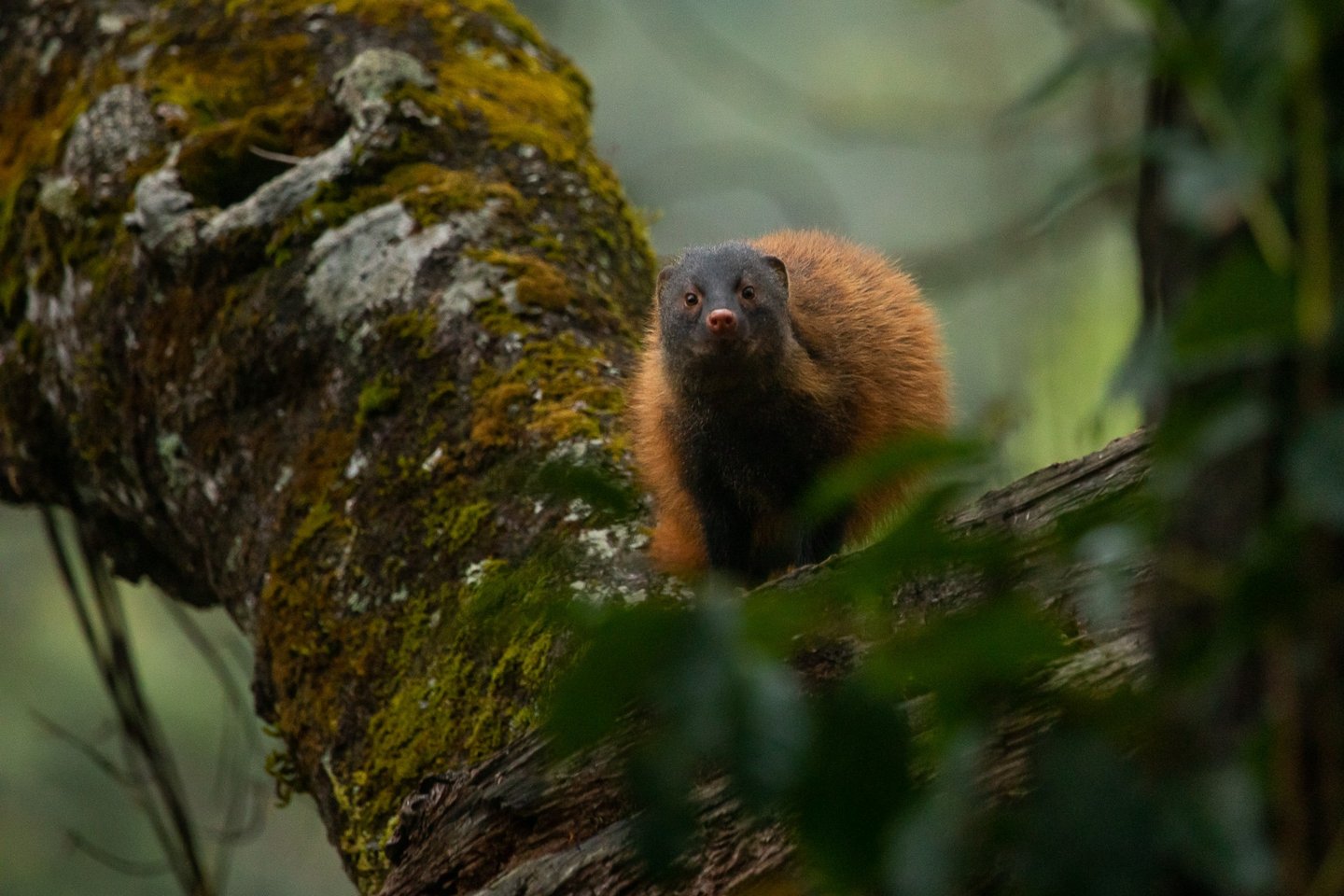 Portrait of a stripe-necked mongoose.