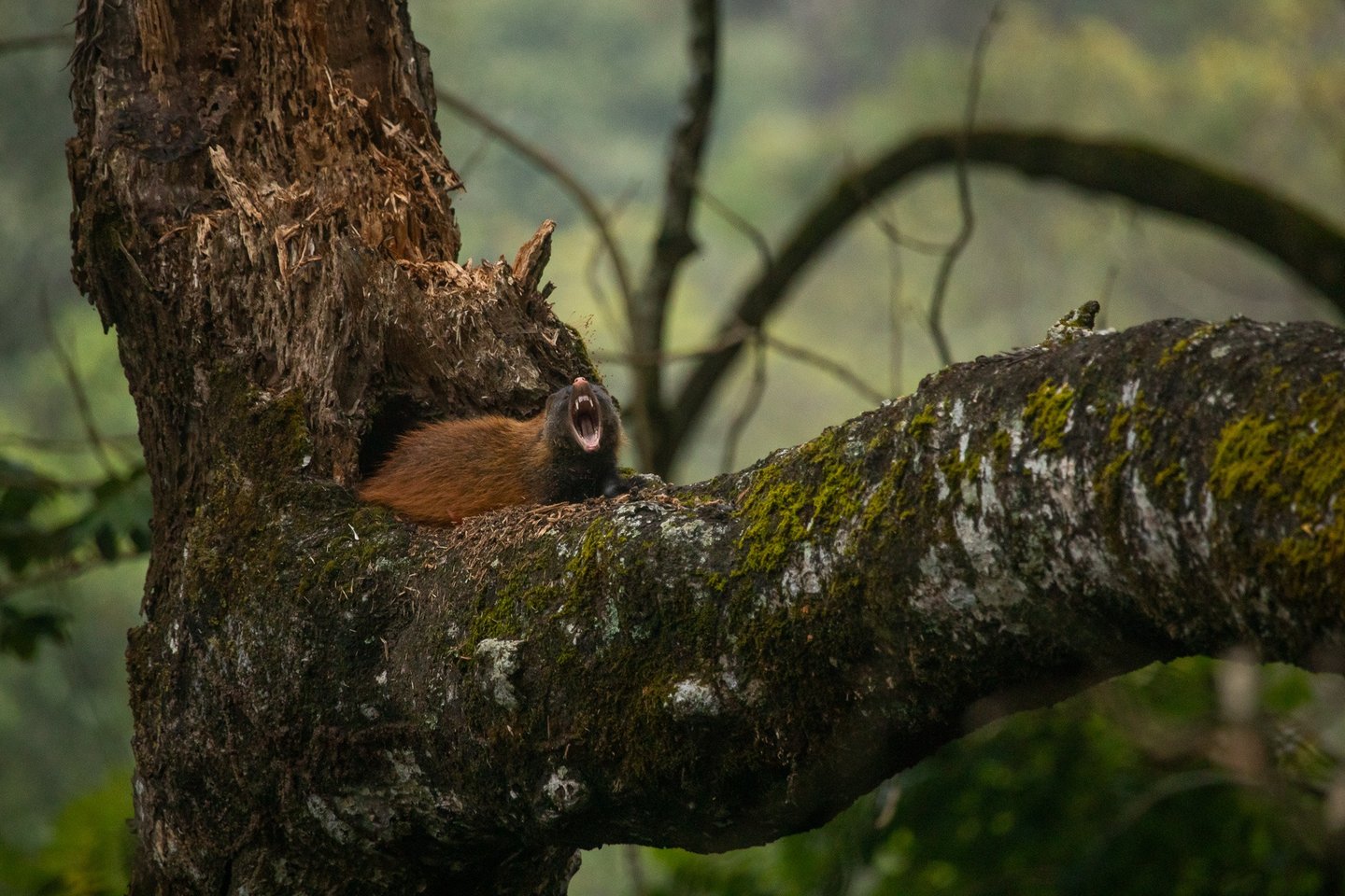 Stripe-necked mongoose yawning after a nap in the noon.