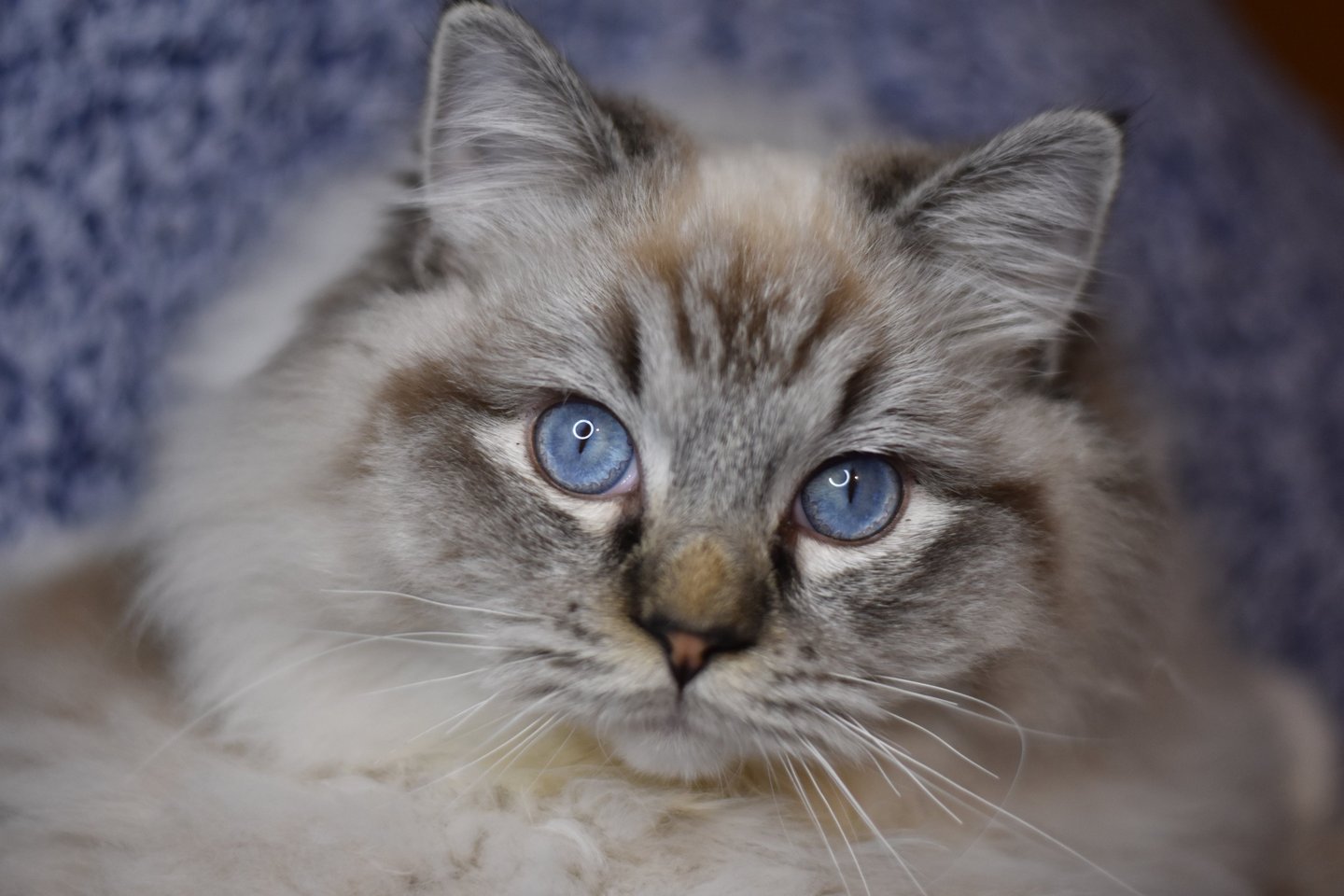 Ubert des Dolls de Mitilo