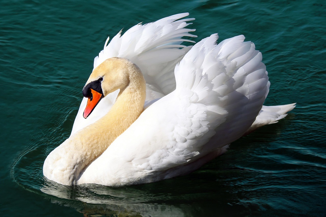 Image of Swan to symbolise Swan Song Journey