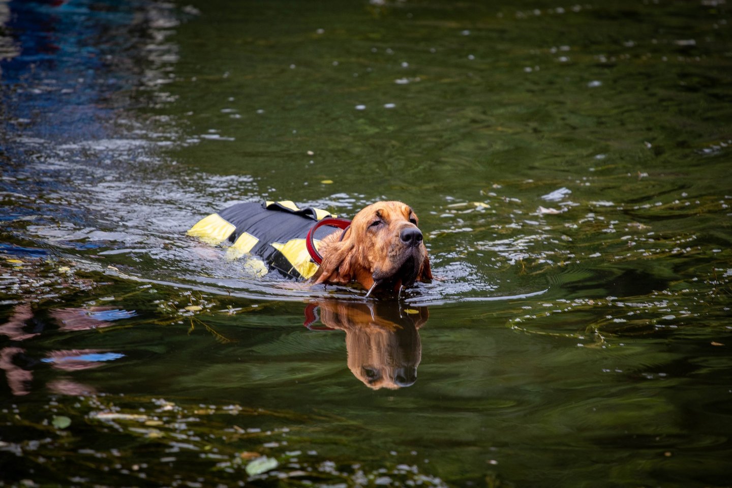Un St-Hubert qui apprend à nager à l'Aqua School dans le Calvados