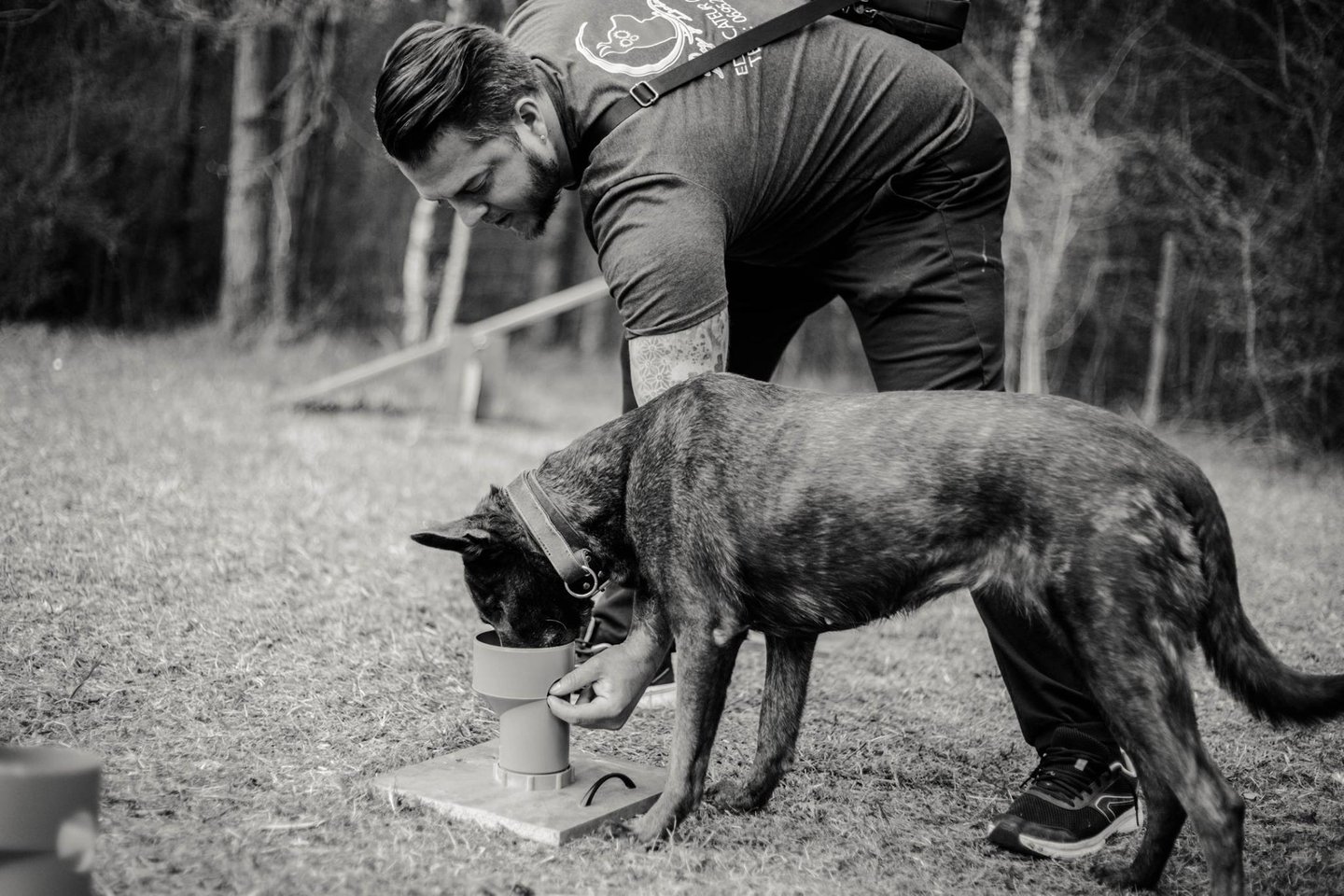 Une chien en pleine recherche pendant une séance de Nosework