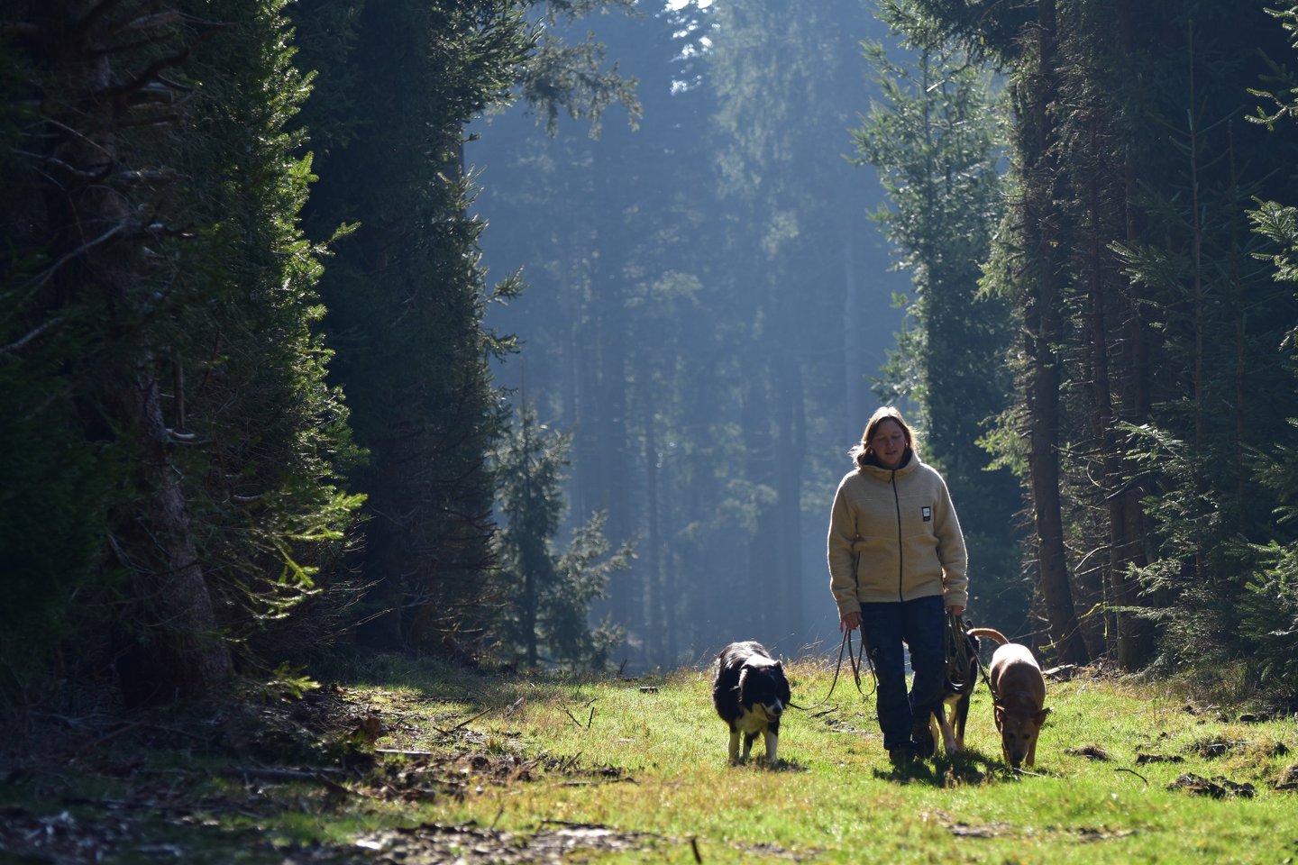 Eine Frau führt ihre drei Hunde auf einem sonnendurchfluteten, grasbewachsenen Pfad durch einen üppi