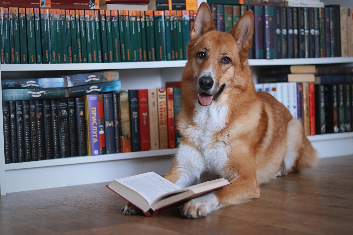 Dog laying on ground with open book on paws