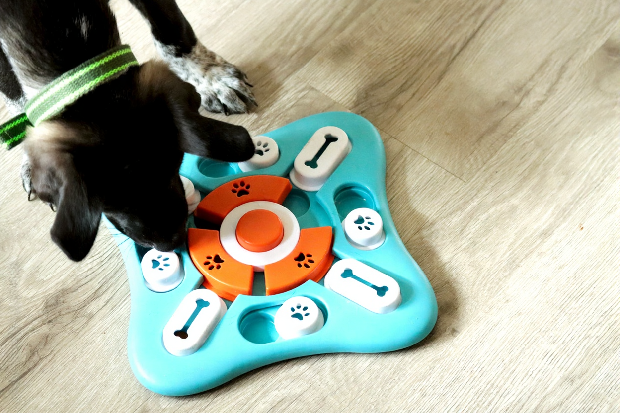 Hond lost actieve intelligentiepuzzel op voor beloning