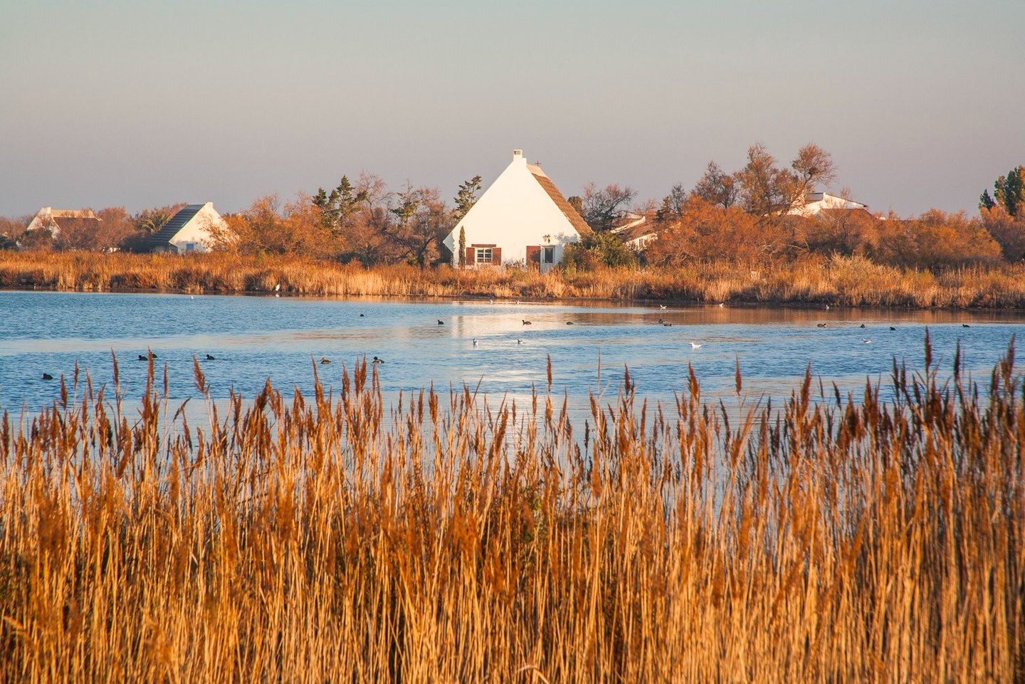 White traditional cottage by a calm blue lake with golden reeds in Camargue, France.