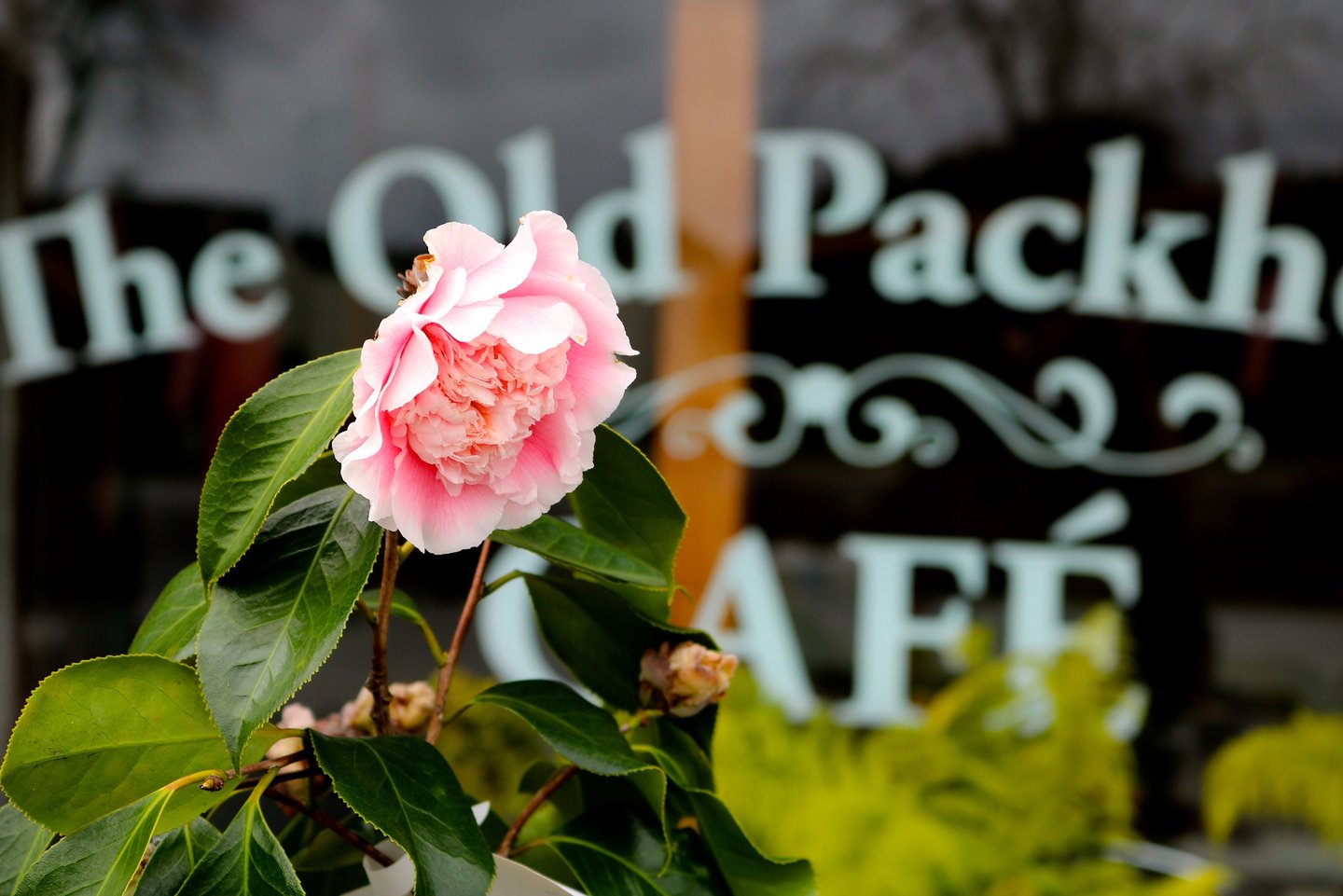 a flower at the old packhouse cafe in kerikeri