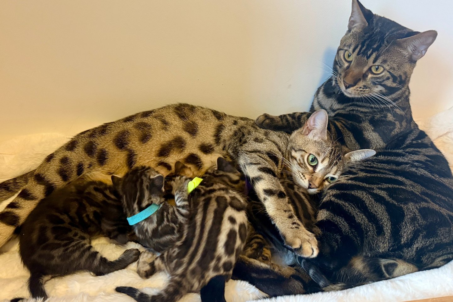 Bengal Voltaire Tibaldo