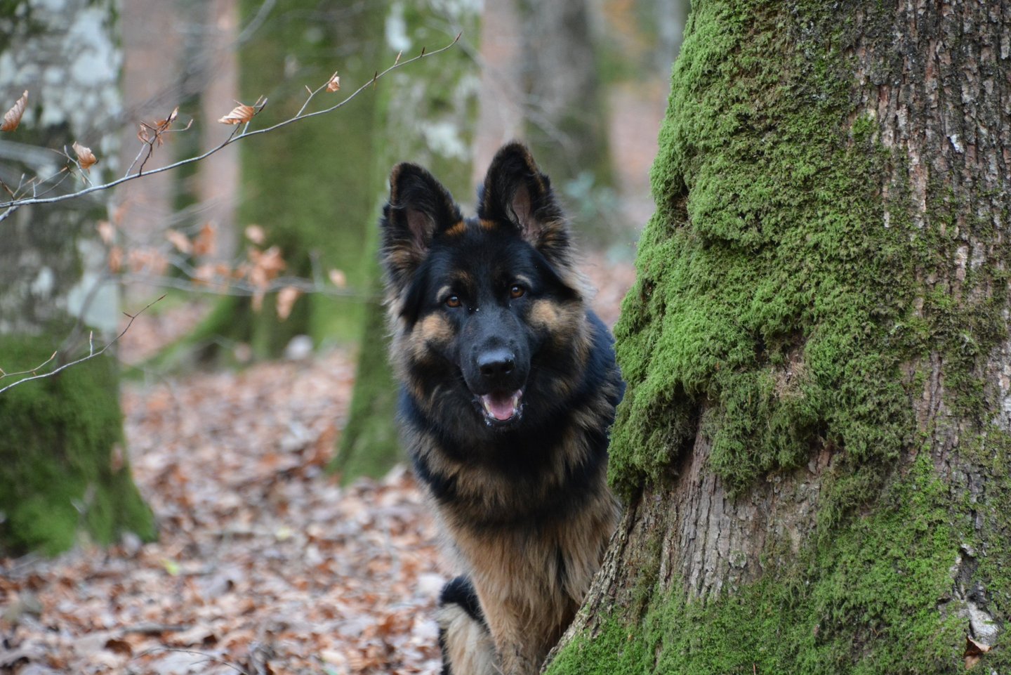 chien berger allemand Alençon