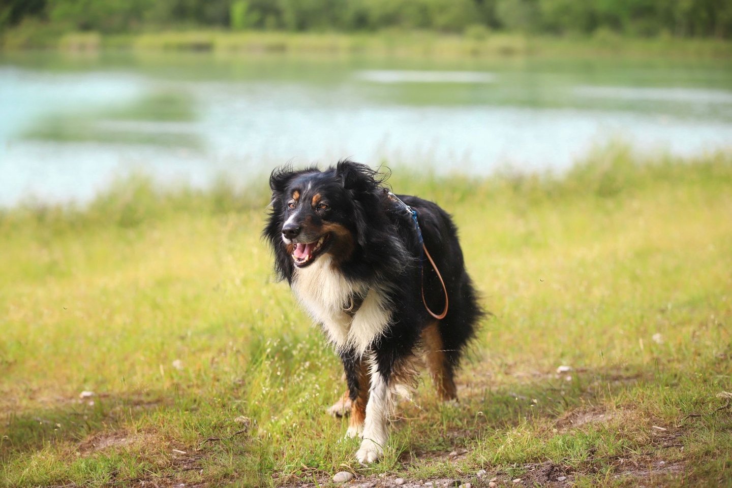 berger australien Alençon
