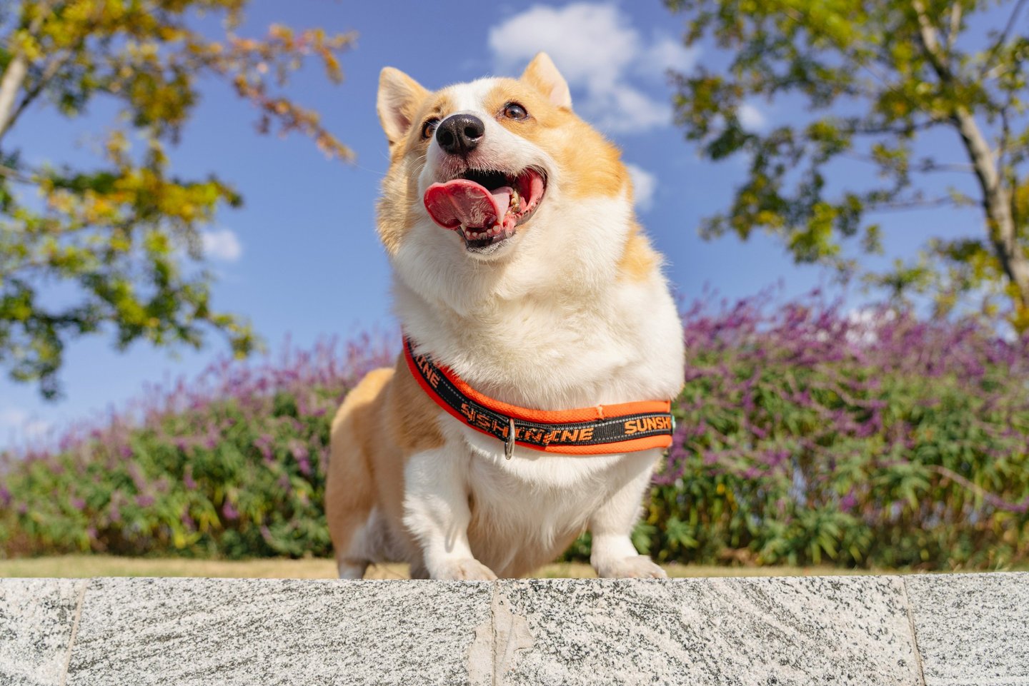 dogAdvisor β² dogadvisor β² dog advisor β² Blog for new dog owners β² dogs β² dog advisers β² dog advisors