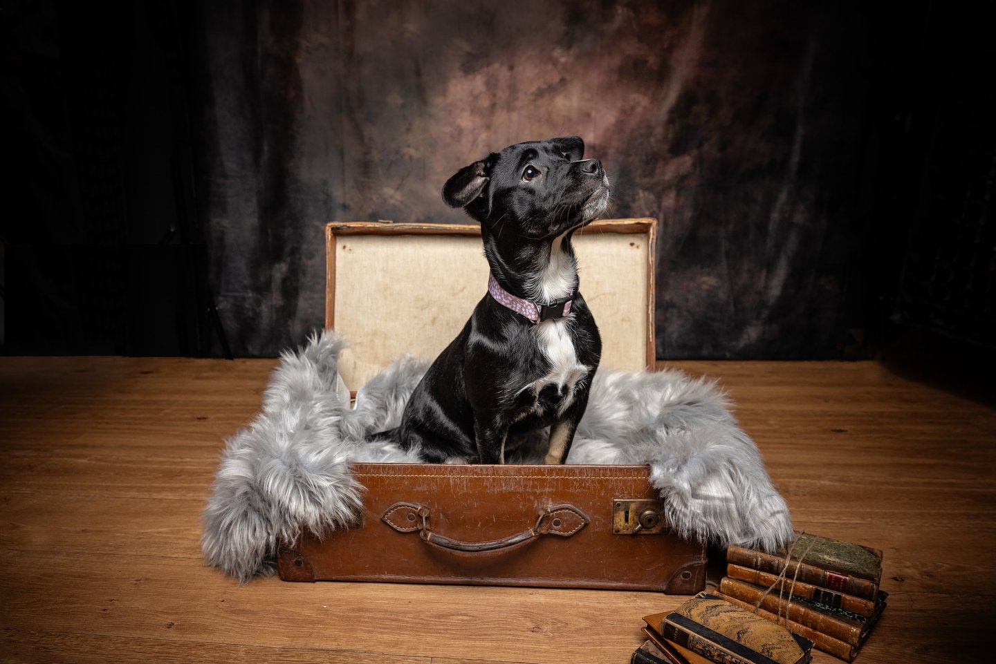 black puppy in suitcase