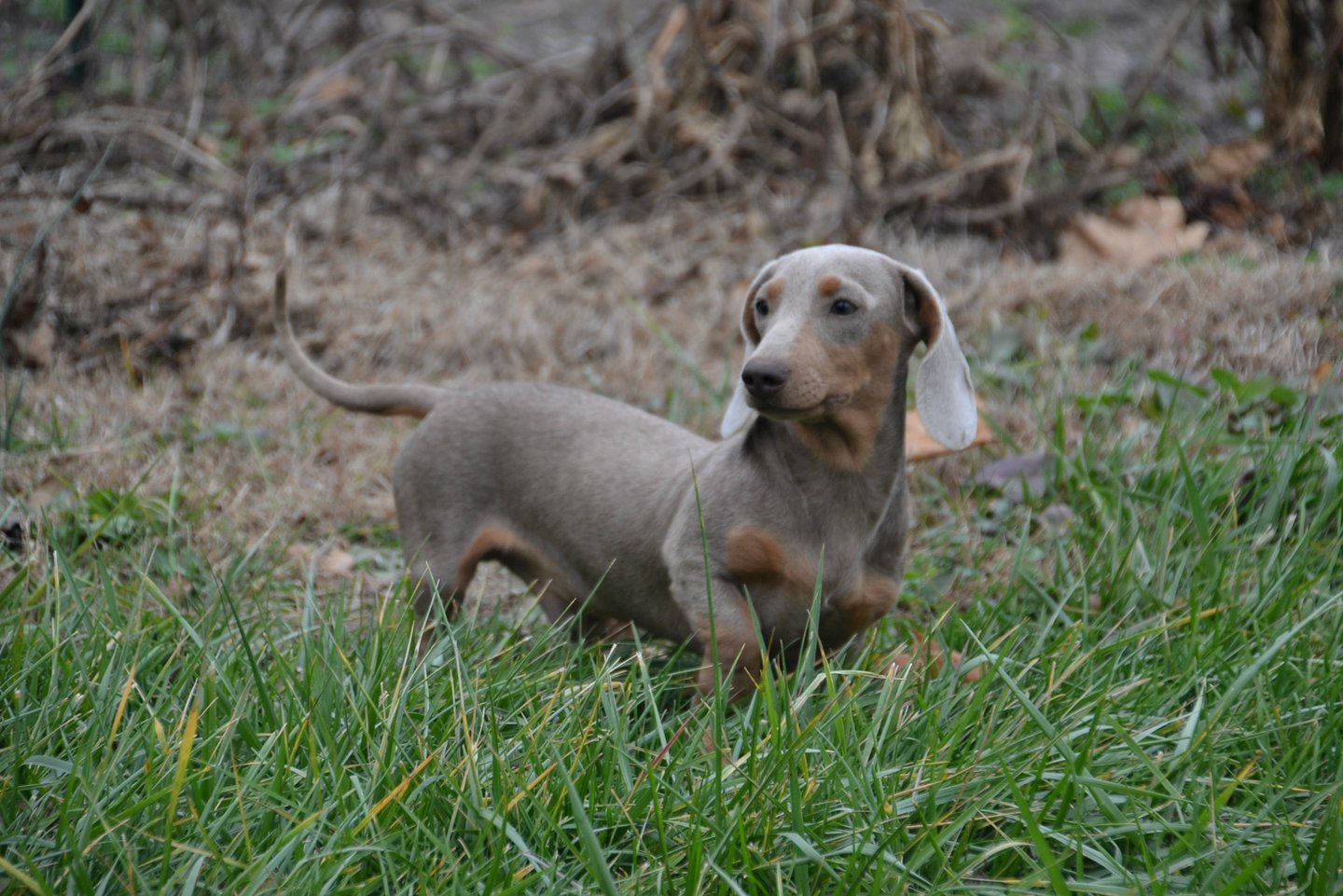 dachsund from shady acres kennel