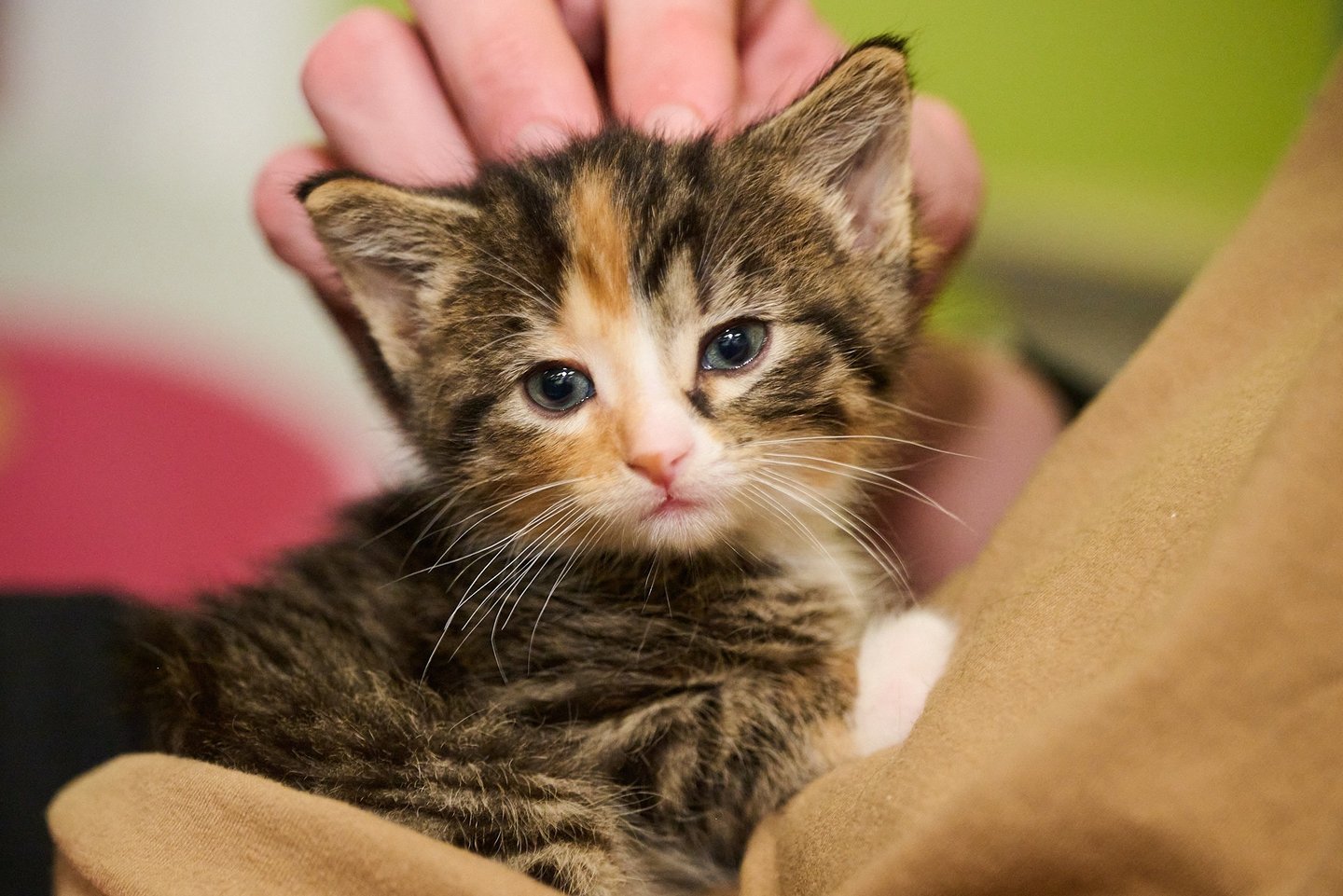 a kitten sitting on a person's lap