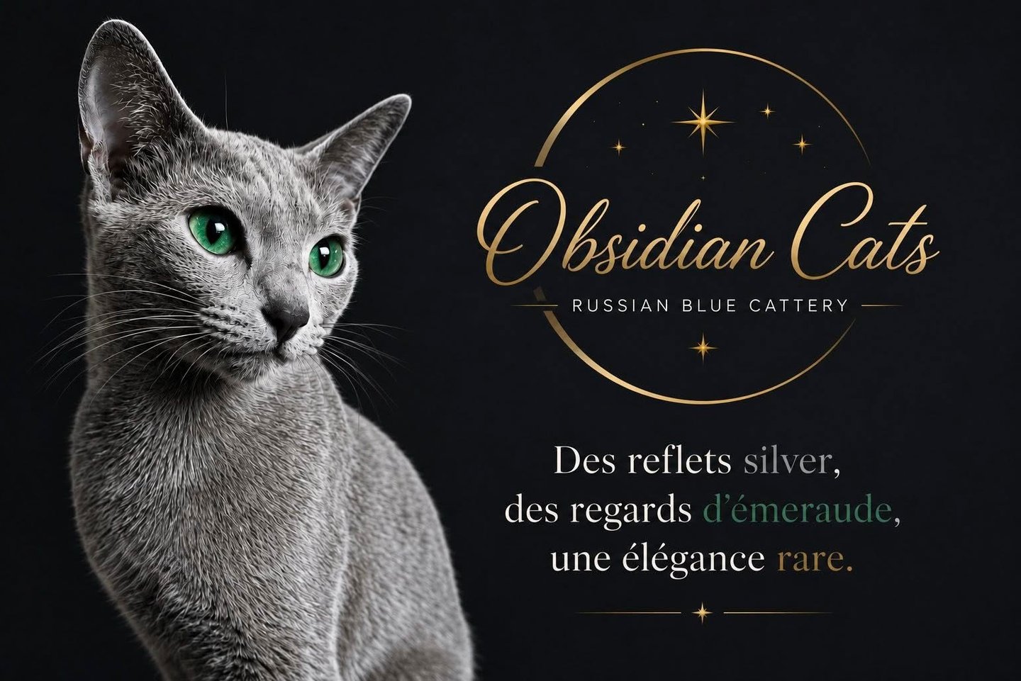 Obsidian cats cattery france