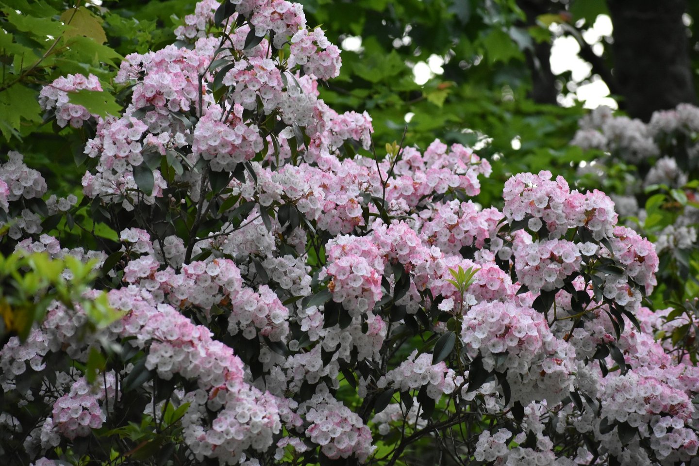 white-pink Kalmia Latifolia flowers bloomng on a bush