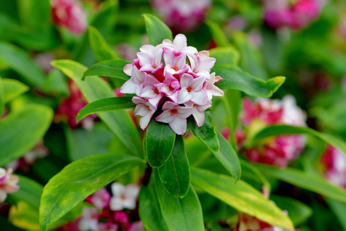 a green Winter Daphne flowering bush