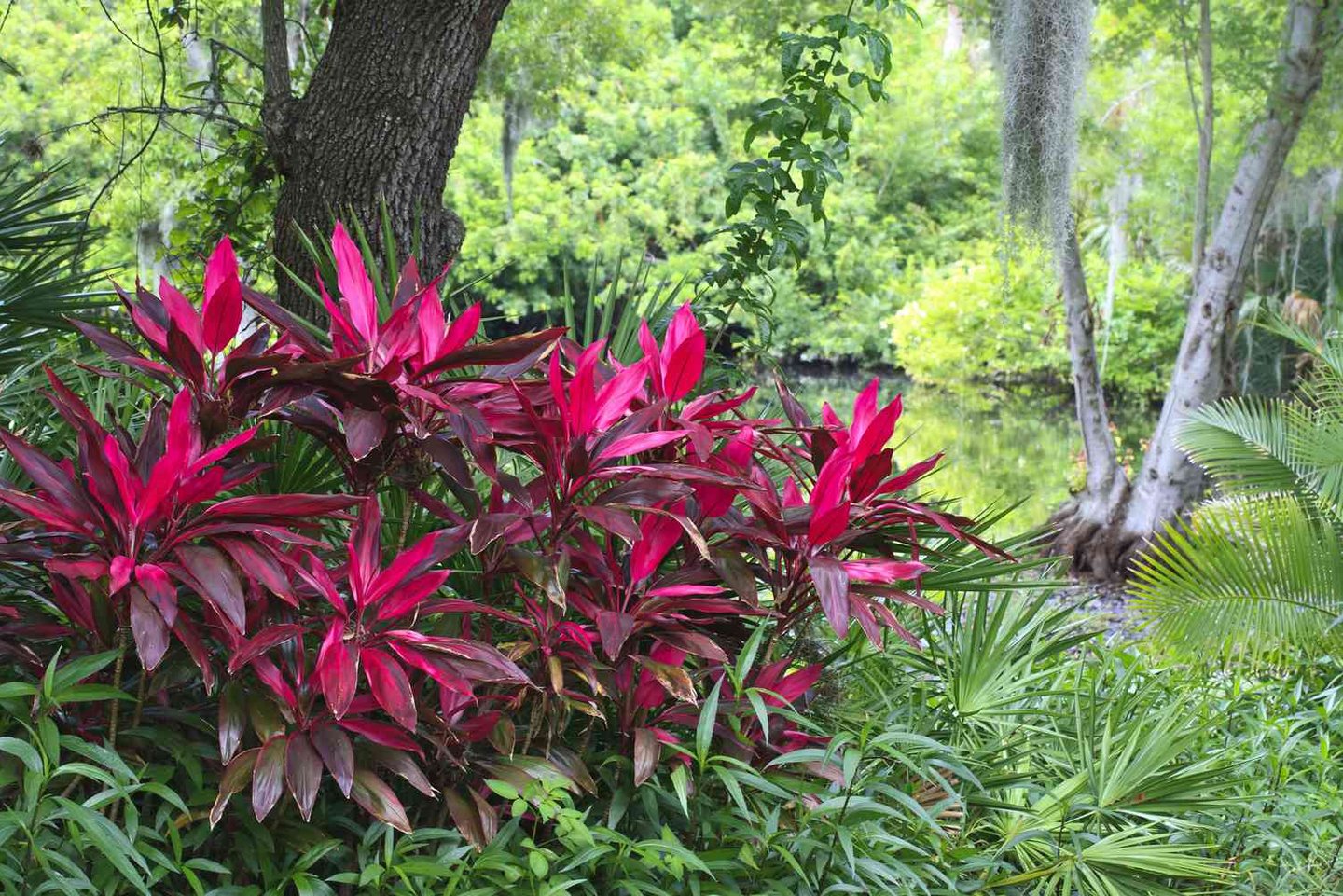multiple red leaved Ti Plants in a tropical environment