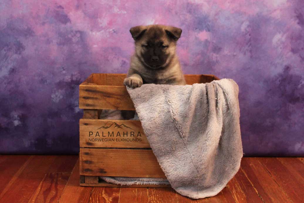 Norwegian Elkhound puppy