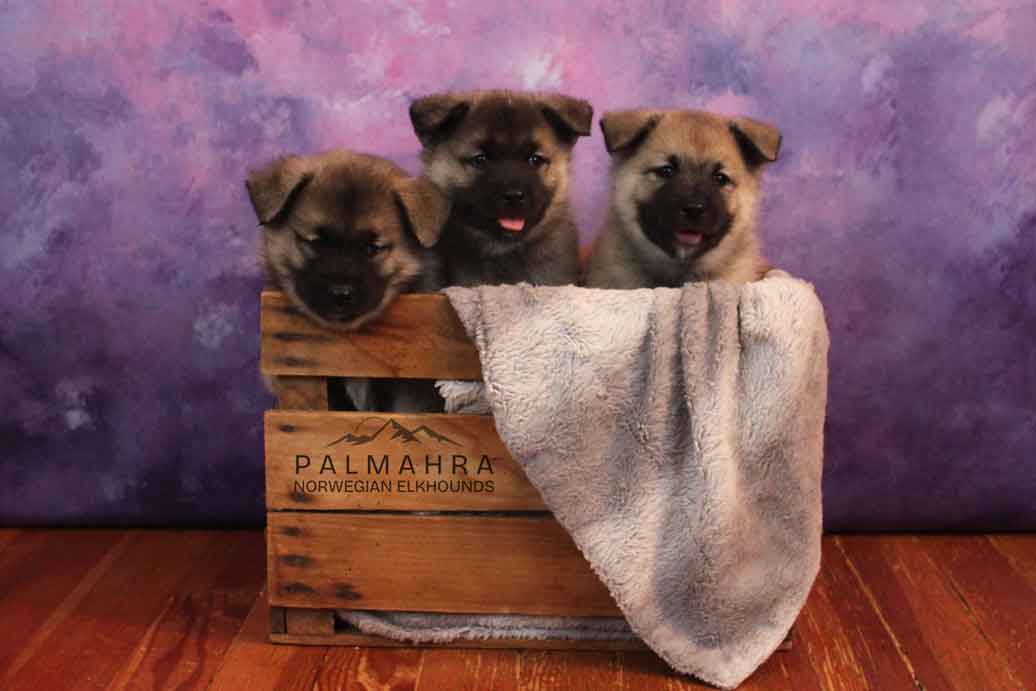 Norwegian Elkhound puppies in a box
