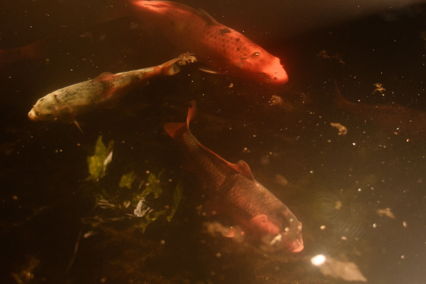 a group of fish in a pond with water