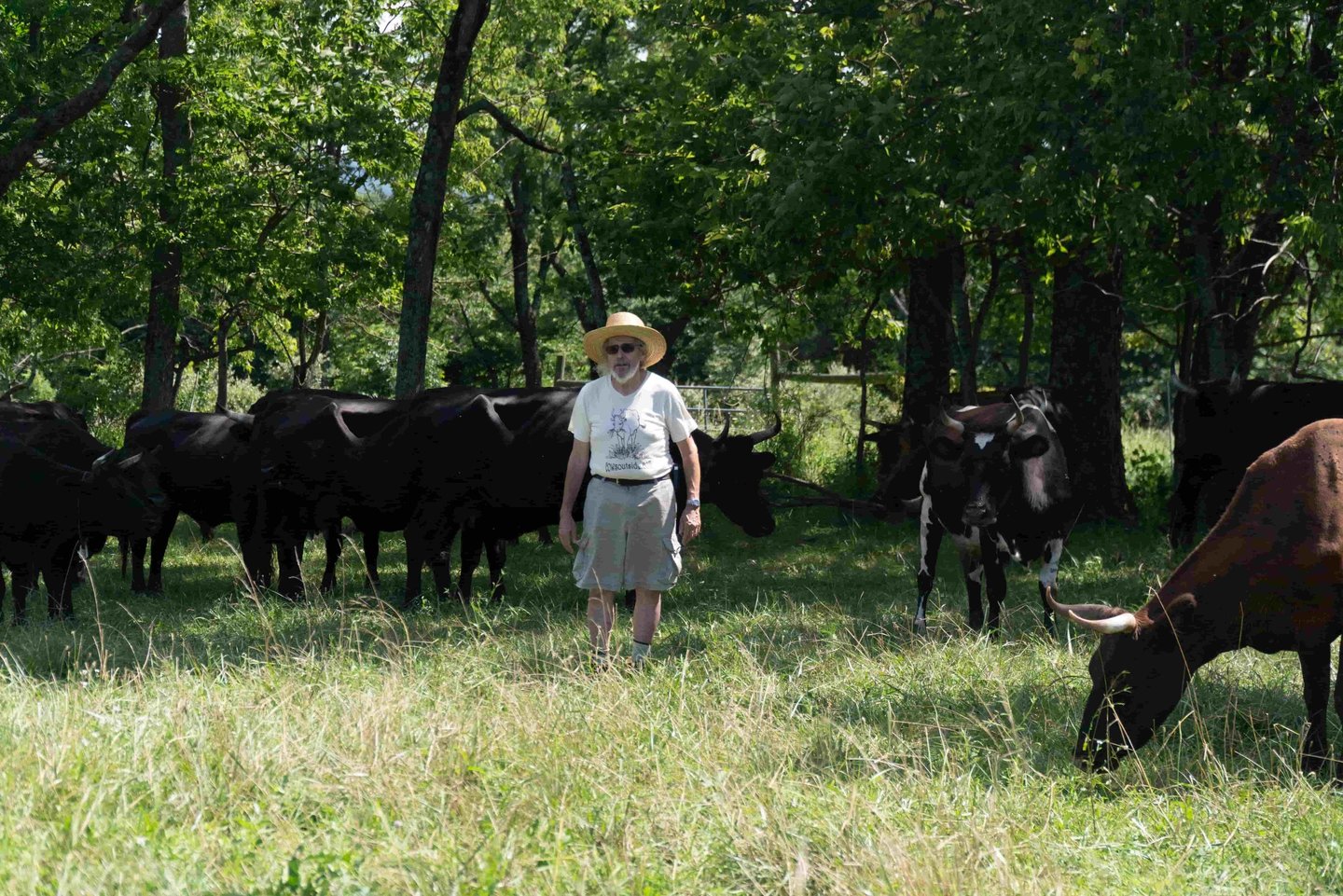 Jonathan White with cows