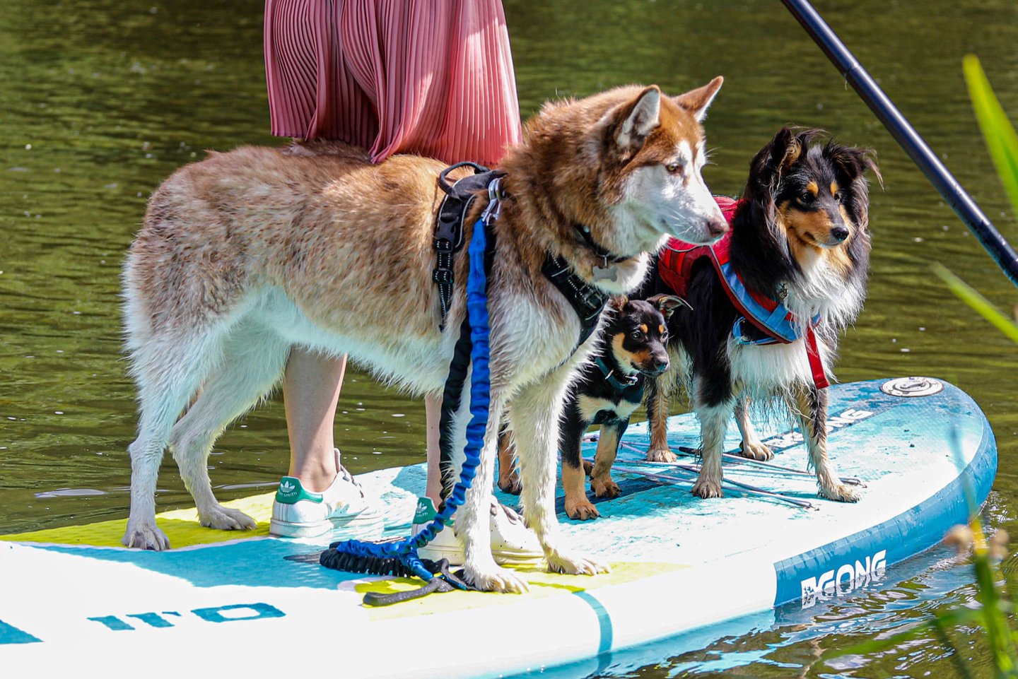 Des chiens pendant une séance de Cani-paddle